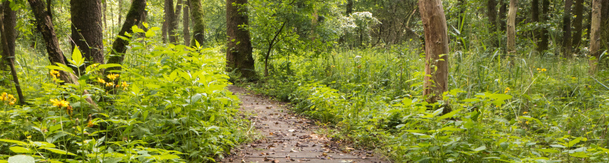 Wandern Heidschnuckenweg