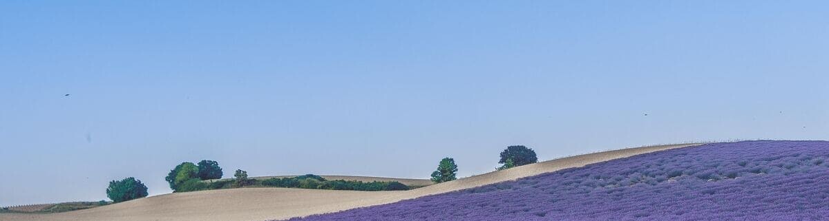 Lavendel beim Wandern in der Provence in Frankreich