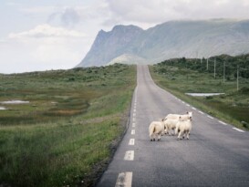 Lofoten Wandern Ziegen auf der Straße