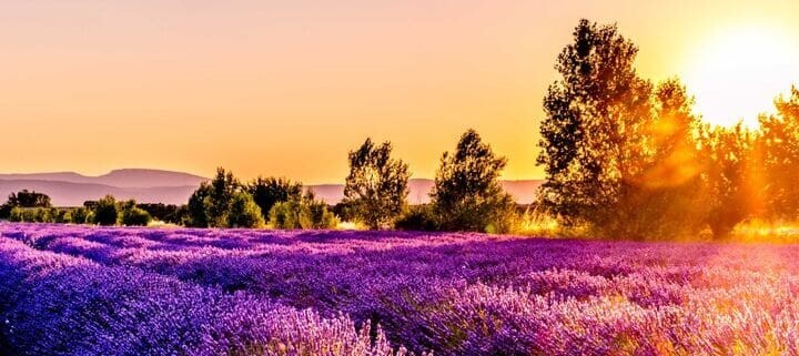 Wandern Provence - Sonnenuntergang im Lavendelfeld