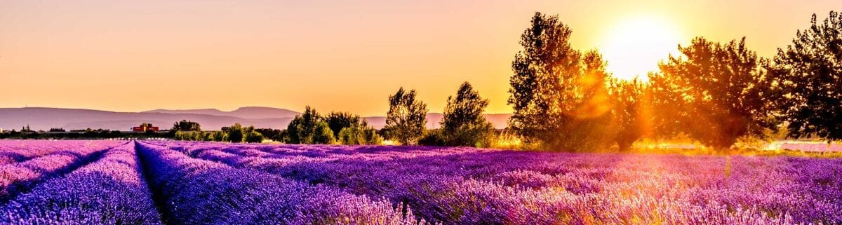 Wandern Provence - Sonnenuntergang in einem Lavendelfeld