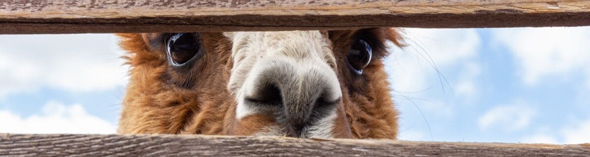 Alpaka Wanderun Köln