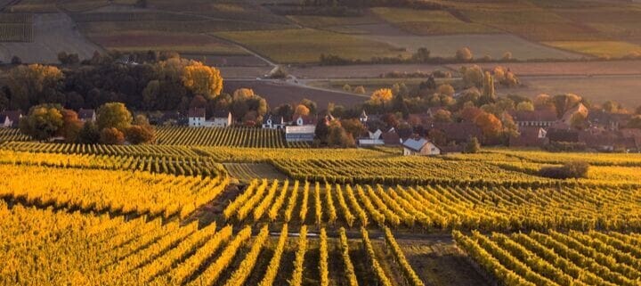 Wander Pfalz - tolle Weinfelder und spektakuläre Aussichten